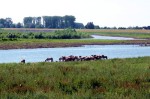 f-omgeving-paarden.jpg